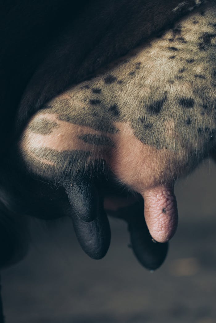 Detailed close-up view of a cow's udder, ideal for illustrating dairy farming and milk production concepts.